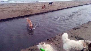 Boxer Scared of Water Gets Help From Loyal Pal