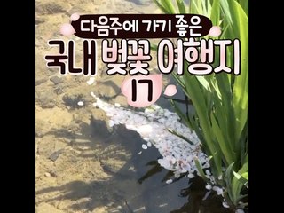 다음주에 가기 좋은 벚꽃 여행지 17