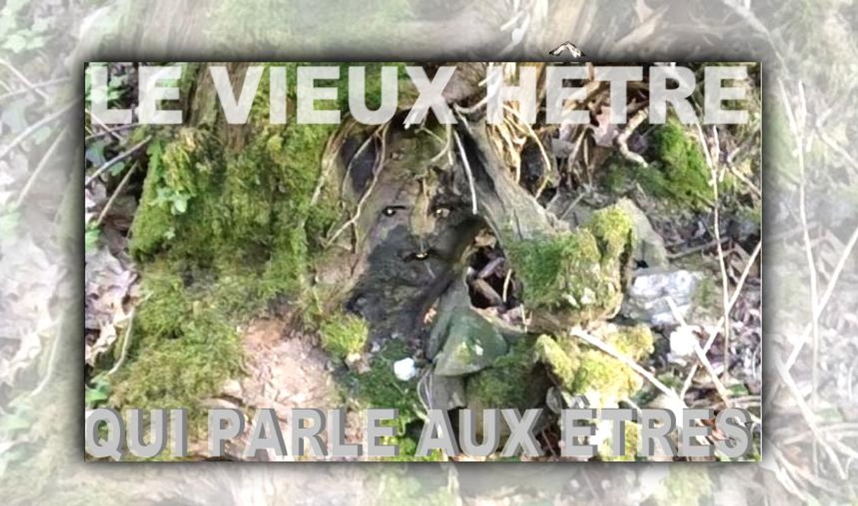 Le  hêtre parle aux jeunes êtres