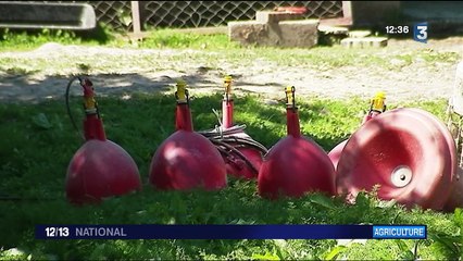 Grippe aviaire : le vide sanitaire débute dans le Sud-Ouest