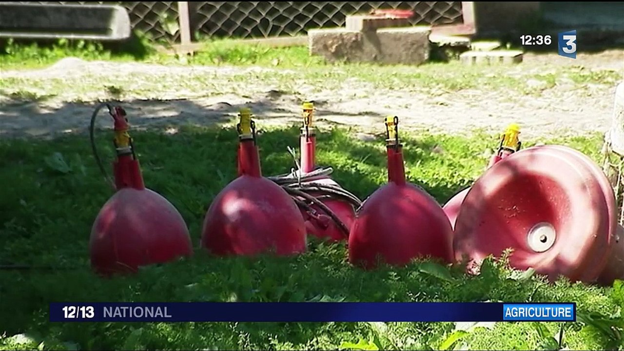 Grippe aviaire : le vide sanitaire débute dans le Sud-Ouest