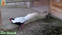 TURKEY in farm animals - Farm animal asdsadvideo