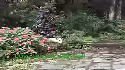 2 legged miracle dog - Funny dog