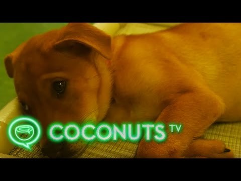 The Canine Killer: Who's poisoning Hong Kong's dogs? | Coconuts TV