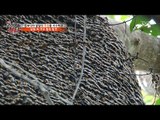 캄보디아 밀림에서 발견한 10만 마리의 꿀벌! [뉴 코리아 헌터] 46회 20170417