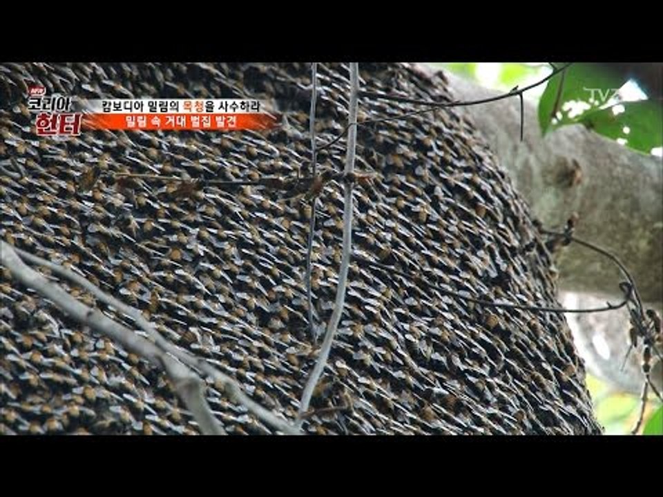 캄보디아 밀림에서 발견한 10만 마리의 꿀벌! [뉴 코리아 헌터] 46회 20170417