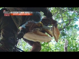 야생의 목청을 획득했다! 먹음직스러운 꿀의 자태는? [뉴 코리아 헌터] 46회 20170417