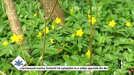 Cornelia Covaciu - Sfinte, Dumnezeule (Dor calator - ETNO TV - 13.04.2017)