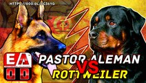 Pastor aleman vs rottweiler - Pelea a muerte hipotetica - Quien gana 2