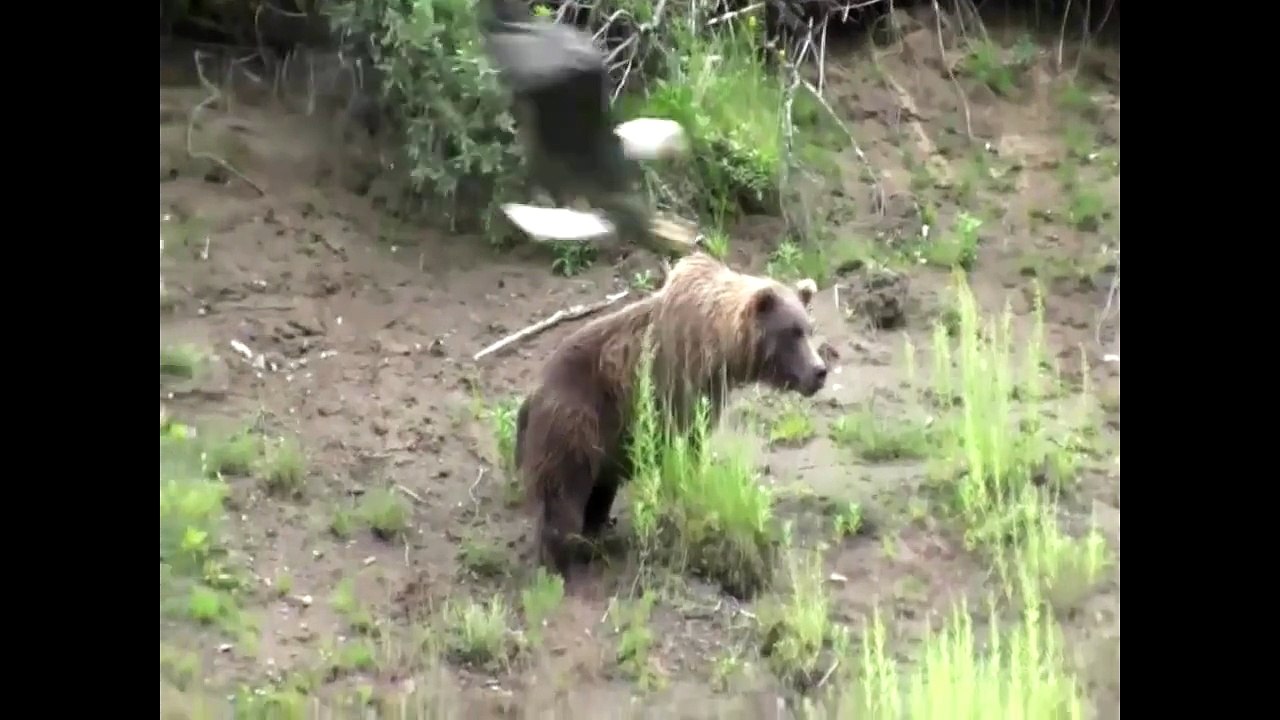 The fierce hawk captures the wolf