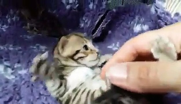 Hypnotic'Bengal Naboo (F7)