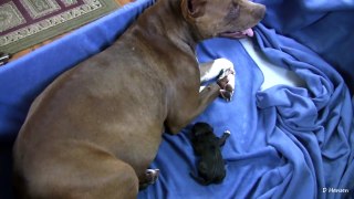 Mia's 2nd Pit Bull Puppy Part 2!! (in HD)