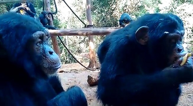 La scimmia che ha stupito anche gli scienziati. Guardatele gli occhi e capirete il perché...