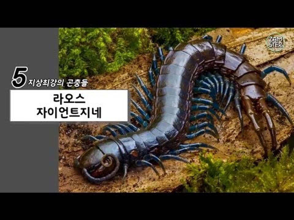 지상 최강의 곤충들 TOP10 [소소북 36회] #잼스터