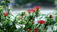 DUNIA TERBALIK 17 April 2017 Full Part 2