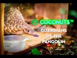 Guardians of the Pangolin: The fight to save the world's most trafficked animal