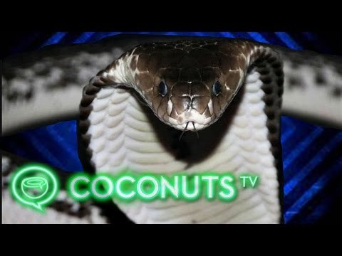 Catching an angry spitting cobra in Singapore | Coconuts TV