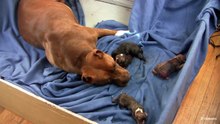 Mia's 4th Pit Bull Puppy Part 4!! (in HD)