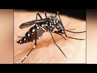 AIIMS reported 2000 new cases of Chikungunya | Oneindia News
