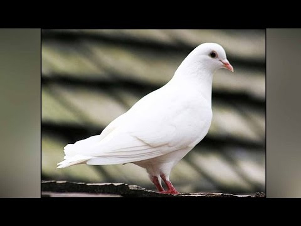 Pakistani spy pigeon with Urdu ‘code’ on wings arrested in Punjab |Oneindia News