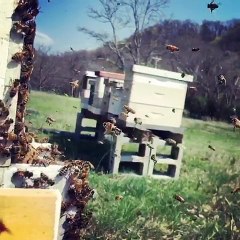 Honey Bees in Slow Motion