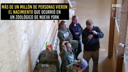 ¡Es un niño! April, la jirafa, dio a luz ante millones de internautas