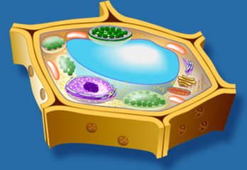 LA CÉLULA : DOCUMENTAL COMPLETO