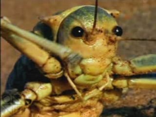 Insecta [A short film about Insects]