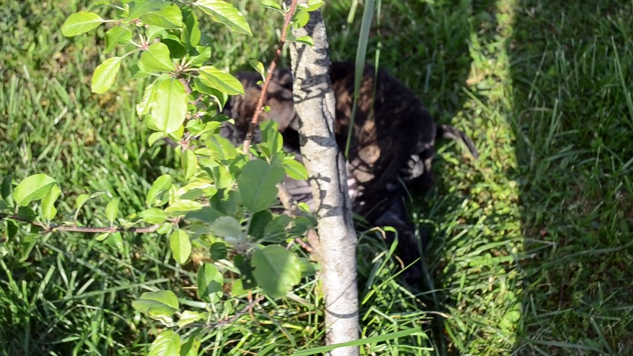 Collier Jaune - Portée Hanko x Heaven (04/03/2017)