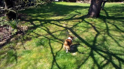 Frou Frou au jardin après le bain