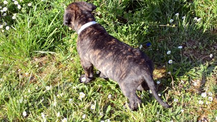 Cane Corso . Collier Blanc . Portée de Heaven et Hanko
