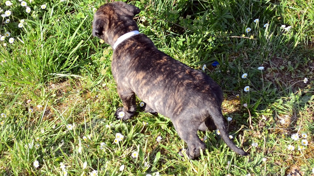 Cane Corso . Collier Blanc . Portée de Heaven et Hanko