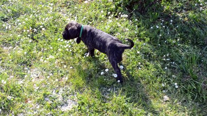 Cane Corso . Portée de Heaven et Hanko - Collier vert