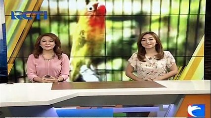 Hobi Pelihara Lovebird, Sekarang Ibu Ini Jadi Jutawan