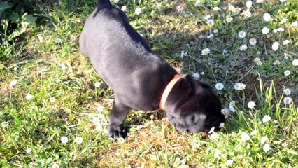 Cane Corso . Portée de Heaven et Hanko collier Orange