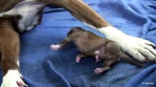 Mia's 6th Pit Bull Puppy Part 6!! (in HD)