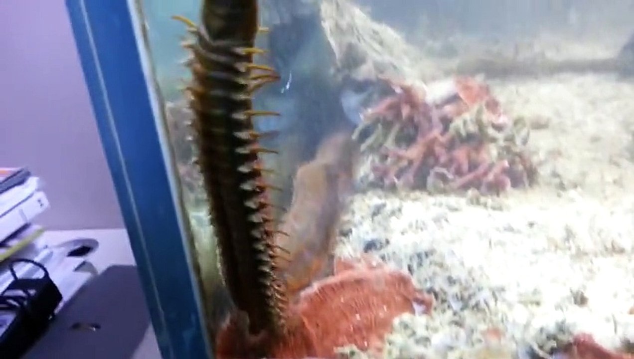 Il se décide enfin à nettoyer son aquarium, mais ce qu’il découvre sous un rocher… OMG !