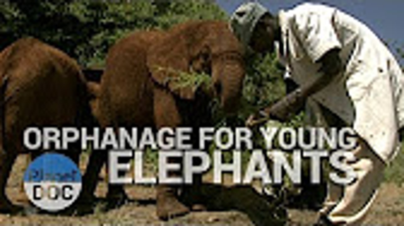 Orphanage for Young Elephants   World Curiosities - Planet Doc Full Documentaries