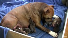 Mia's 7th Pit Bull Puppy Part 7!! (in HD)