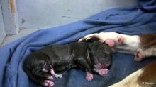Mia's 8th Pit Bull Puppy Part 8!! (in HD)