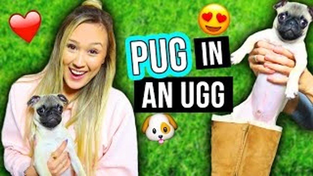 PUG IN AN UGG