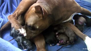 Mia's 9th Pit Bull Puppy Part 9!! (in HD)