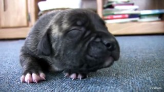 Mia's 2 Week Old Pit Bull Puppies Part 10!! (in HD)