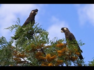 Carnaby's black cockatoo (Calyptorhynchus latirostris) [Endangered]