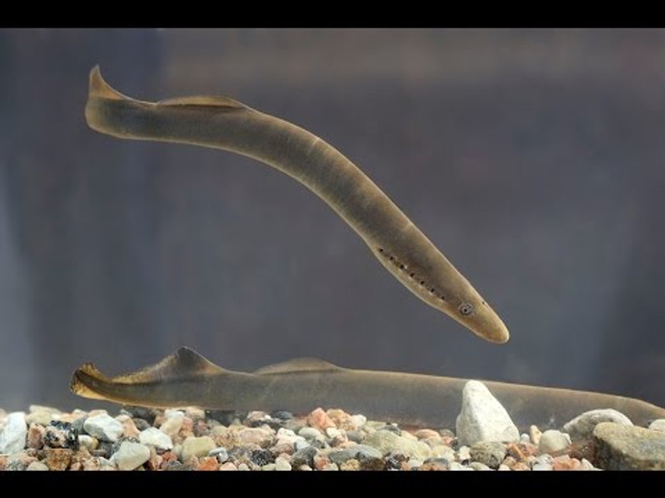 Lampreys eel