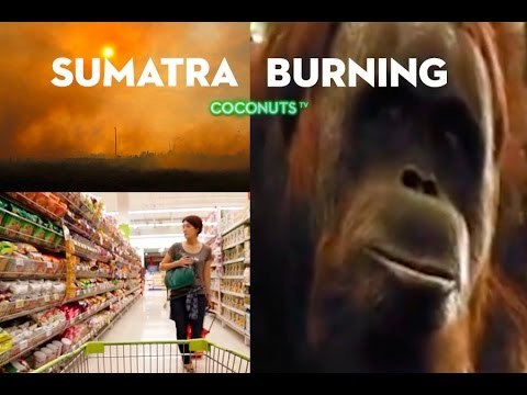 Sumatra Burning: The heart of palm oil (PART 1)