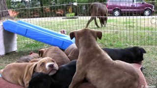 10 Pit Bull Puppies and 1 Brave Kitten and 1 Happy Pug Part 12!! (in HD)