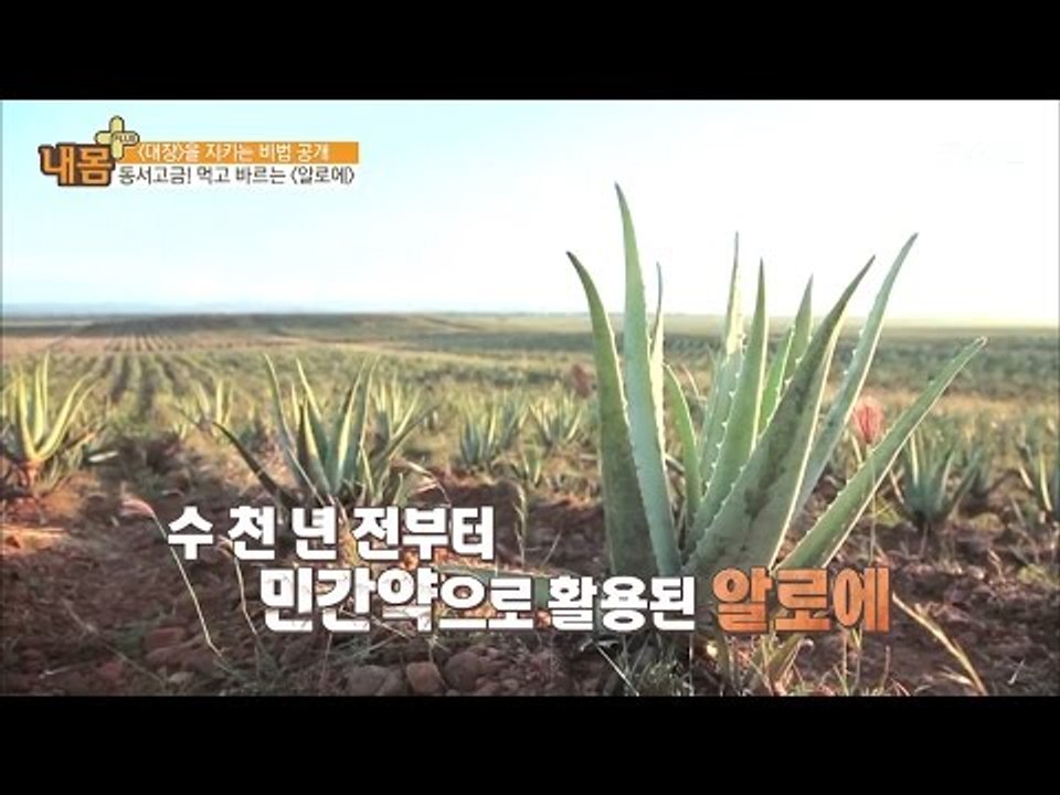 알로에, 대장 건강에 좋다! [내 몸 플러스] 52회 20170402