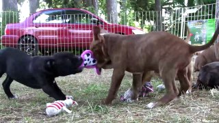 Cute 8 Week Old Pit Bull Puppies Part 13!! (in HD)