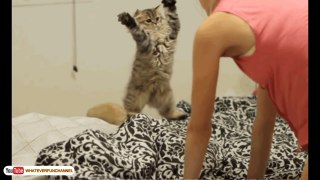 Funny Cat Vines - Short Funny Cats Videos